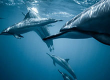 尼克·蒙哥马利出任北京国安主教练